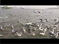 AVIAN GUESTS ARRIVE EARLY | BahVideo.com
