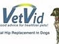 Total Hip Replacement in Dogs - VetVid Episode 016 | BahVideo.com
