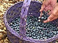 Blueberries from Moody Blues Farm | BahVideo.com
