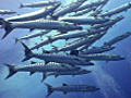 Scuba diving with school of Barracuda and Snapper | BahVideo.com
