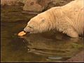 Knut The Polar Bear Dies | BahVideo.com