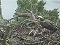 SWT Loch of the Lowes Ospreys 2010 - 7 June 15 03hrs - Male washing his feet | BahVideo.com