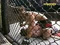 MMA UFC WEC Knockouts  | BahVideo.com