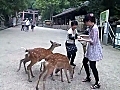 凶暴（笑）な鹿 | BahVideo.com