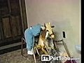 Copy Cat Cowboy | BahVideo.com