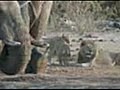 Lions Attack | BahVideo.com