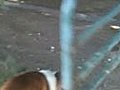 Bulldog chasing a metal gate  | BahVideo.com