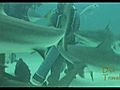 Shark Feeding in Grand Bahama Island Part 2 2 | BahVideo.com