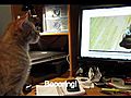 Video Editing - Cat Style  | BahVideo.com