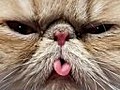 Very Funny Cats 1 | BahVideo.com