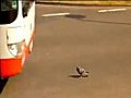 Fearless Pigeon Plays Chicken with Bus and Wins | BahVideo.com