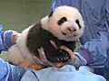 Panda Cub s Fifth Exam | BahVideo.com