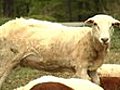 Genetic Scientists Develop Sheep With Brain Of  | BahVideo.com