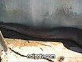 Biggest Snake Ever | BahVideo.com