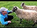 Sheep Kissing a Boy | BahVideo.com