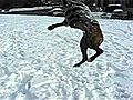 Brindle Pitbull catching snowballs  | BahVideo.com