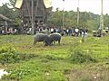 Water Buffalo Fight in Tana Toraja Sulawesi  | BahVideo.com