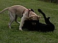 Liebe Tiere Hunde- Sozialisierung | BahVideo.com