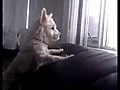 Perro acr bata | BahVideo.com