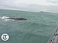 Whale-watching in South Africa | BahVideo.com