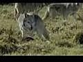Return of the Caribou Wolf Puppies | BahVideo.com