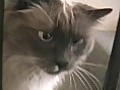 Great Funny Video of My Cat  | BahVideo.com