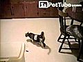 COUPON CAT  | BahVideo.com