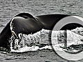 Planet 100 A Record Breaking Whale | BahVideo.com