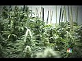 Marijuana Usa  | BahVideo.com