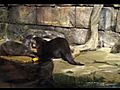 Georgia Aquarium - Asian Small-Clawed Otters | BahVideo.com