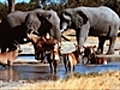 African Adventure - Elephants | BahVideo.com