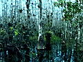 Swamp Wars Amateur Python Capture | BahVideo.com
