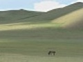 Solitary Horse Grazing On Mongolian Steppe | BahVideo.com