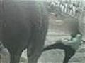 Apparent abuse to elephant enrages public | BahVideo.com