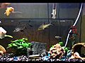 Bala Shark Kissing fish Gourami | BahVideo.com
