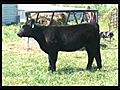 AC Cattle Company 2010 Heifers | BahVideo.com