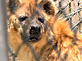 Science Today UC Berkeley Hyenas | BahVideo.com