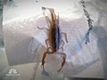 Scorpion bite 4 000 frequent flier miles | BahVideo.com