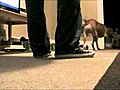 Papa comes home JadaZ - boxer amp pitbull mix  | BahVideo.com