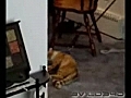 Lazy Cats | BahVideo.com