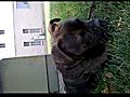 My beautiful purebred pitbull Gaia 2 | BahVideo.com