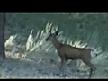 Antler Outdoors British Columbia Mule Deer 2 | BahVideo.com