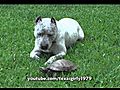 Pit Bull Sharky VS Turtle  | BahVideo.com