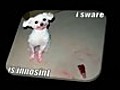 Funny Pet Videos-Welcome to WagSocial | BahVideo.com