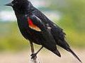 Attacking Blackbird | BahVideo.com