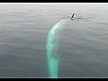 Twirling Finback Whale Dives Under Tour Boat | BahVideo.com