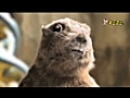 Dramatic Chipmunk Breaks Out | BahVideo.com