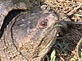 Turtleman | BahVideo.com