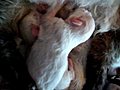 newborn kittens feeding suckling | BahVideo.com