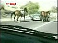 Horse Tramples Car o  | BahVideo.com